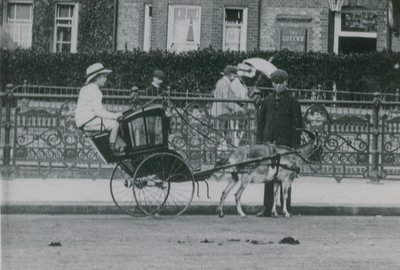 Transport tiré par des chèvres - English Photographer